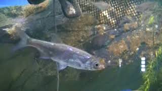 Современный водоем глазами рыб. Modern pond from fisheye-view
