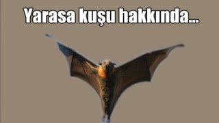 Yarasaların İlginç ve Benzersiz Özellikleri