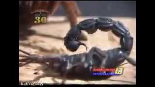 Тарантул против скорпиона-Tarantula against scorpion!!!