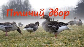 По следам русских сказок и легенд. Фильм 9 / Птичий двор / Документальный HD
