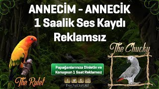 ANNECİM , ANNECİK PAPAĞANLAR İÇİN SES KAYDI 1 SAAT REKLAMSIZ PAPAĞANLARIMIZ KONUŞSUN