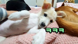 토닥토닥+쓰담쓰담 (얌전한 강아지 되는 중) BongDoo30화