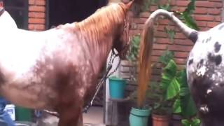 New Horse mating  Animals mating   Funny Animal, Funny Videos