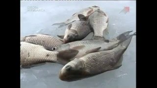 Клёвое место  Калужская область  Межурский пруд  Часть 2 Эпизод 96