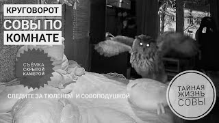 Сова Ёль одна дома целые сутки. Чем заняться, когда не с кем поговорить?