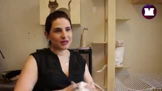 Canal Lado M - Juliana Bussab: Adote Um Gatinho