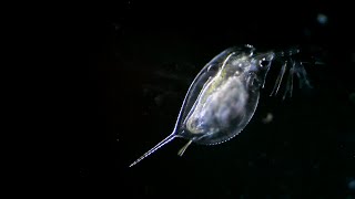 waterflea дафния darkfield