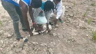 African goat slaughter