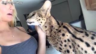 Котик возле женской груди