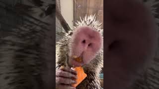 Rico Snacking on Sweet Potato - Cincinnati Zoo #shorts