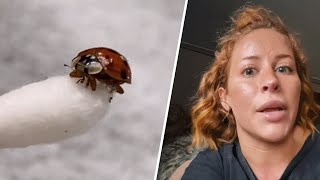 Woman spends two days saving a lady beetle