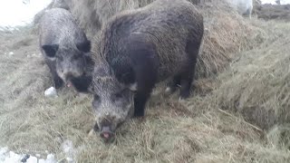 Дикие кабаны и домашние свиньи.
Wild boars and domestic pigs