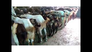 Quality Goat Farm Churmura road Umarkhed