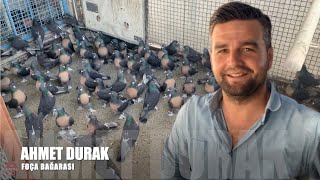 Miro Güvercinleri Ahmet Durak