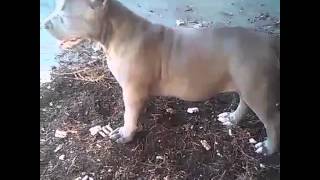Eight8$ix6Three3 Kennels