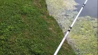Pond Fishing For Big Spring Bass