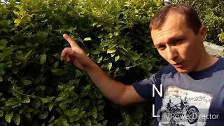 Wiciokrzew czyli Lonicera