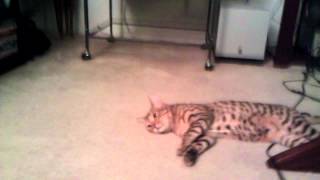 Baby ringtail lemur and bengal kitten best friends