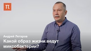 Клеточная дифференцировка у прокариот — Андрей Летаров