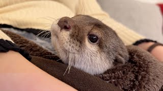 毛むくじゃらもふもふトカゲの赤ちゃんになったカワウソ Otter as a baby hairy fluffy lizard