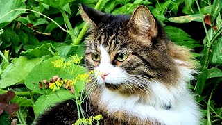 Кот Мурлок приехал в деревню