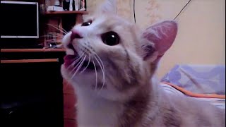 Russian cat thinks he's a dog PART 2!
