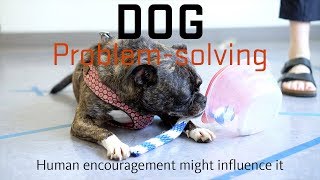Human encouragement might influence dog problem solving