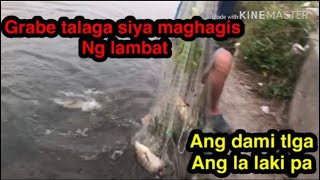 Mga giant tilapia ng taiwan ang dami sobra