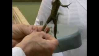 Fucking Frog