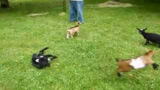 Cabrito Doido!