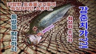 건강한 먹이사슬이 유지되던 소류지에 통발을 던져보니.. 강준치가 왠말??