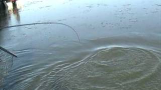 Monster Huge 15+ lb Brown Trout Wisconsin Lake Michigan