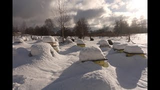 Как зимует карника. Живы ли пчелы. Февраль на пасеке, помогаем пчелам.
