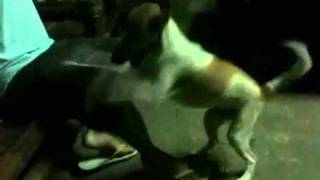 horny doggy