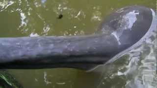 Do not pet a male dolphin's belly!!! you gotta see this - GRINGOintheAMAZON.com