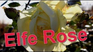 Elfe Rose