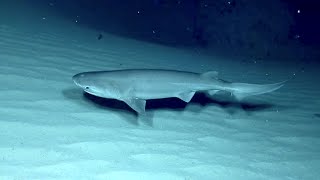 Shallow Water Surprises! | Nautilus Live