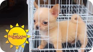 200 Euro für Fake Hund: Dreiste Abzocke der Welpen-Mafia | SAT.1 Frühstücksfernsehen | TV