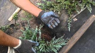 Planting blue rug juniper
