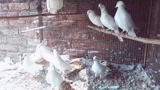 Samastipur bihar high flying pigeons
