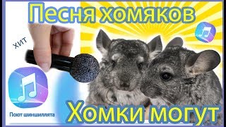 Песня хомяка. "Хомки могут". Поют шиншиллята. Пародия на песню "Папа может"