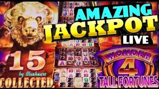 ★TALL FORTUNES JACKPOT!★ BUFFALO GOLD slot machine JACKPOT HANDPAY! (Wonder 4)