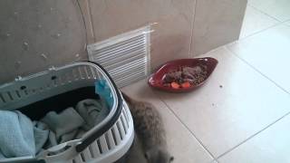 Suricata suricatta, Django desayunando(Meercat)