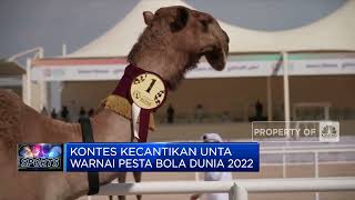 Kontes Kecantikan Unta Warnai Pesta Bola Dunia 2022