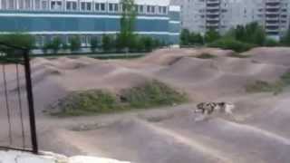 BMX маламут