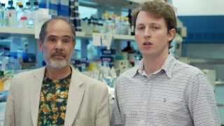Roles of C-FLIP and Caspase-8 in Adult Tissue Homeostasis