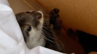 朝、寝起きのカワウソが布団から出たくないとぐずる the sleeping otter is squirming and doesn't want to get out of the bed.