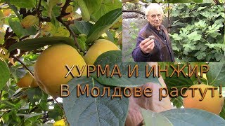 ИНЖИР И ХУРМА СОЗРЕЛИ!  САД НИКОЛАЯ ПЕТРОВИЧА . МОЛДОВА.