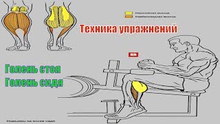 Голень стоя. Голень сидя в тренажёре. Техника #13