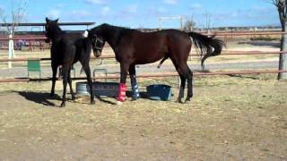 HORSE BREEDING   PART 2   NATURAL  BREEDING HORSE   HORSE MATING    THOROUGHBREDS